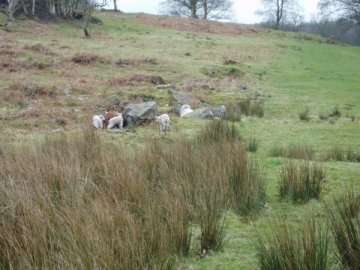 Lambs